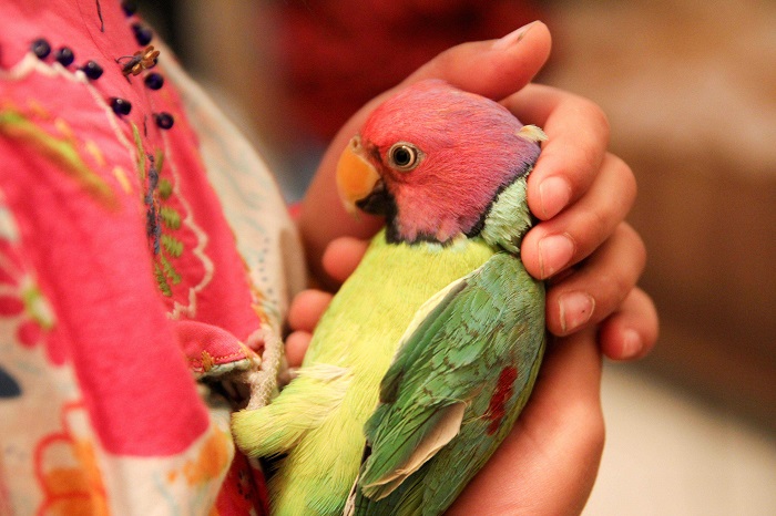 Піклуйтеся про здоров’я свого птаха: найефективніші поради по догляду за пернатими