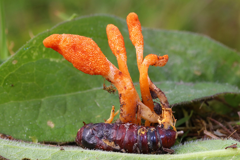 Improve physical health with the help of cordyceps militaris mushroom