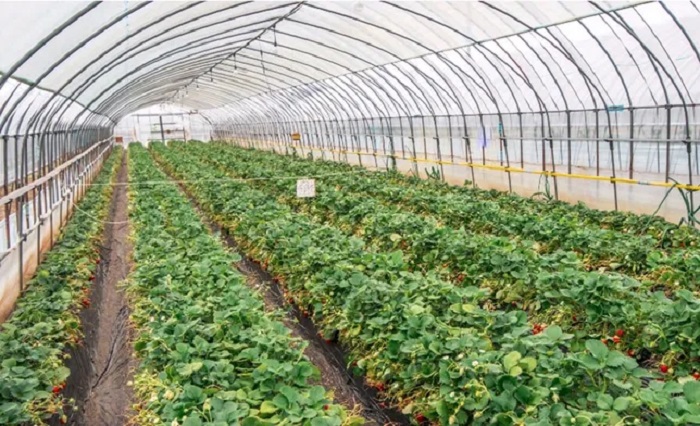 Теплиця з тепличних плівок: оптимальне рішення для вирощування рослин